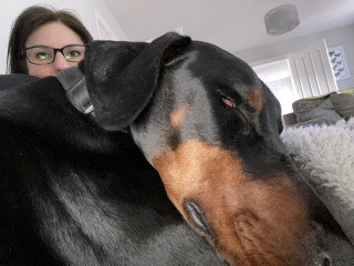 Maggie the scaveneging doberman A large black and tan dog rests its head on a person wearing glasses, surrounded by cozy living room furniture and decor.