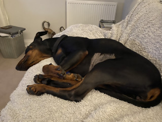 Maggie the scaveneging doberman A Doberman pinscher sleeps curled up on a fluffy cream sofa, surrounded by a tidy living room with a radiator, decorative objects, and stacked magazines.