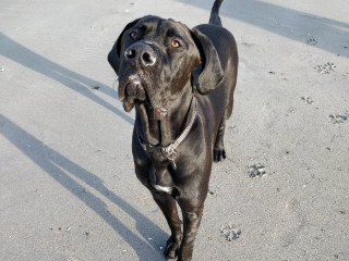 A black dog stands alert on a sandy beach, leaving paw prints behind. Shadows stretch across the sand under a clear sky.
