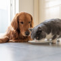 How to treat ingestion of low-toxicity substances