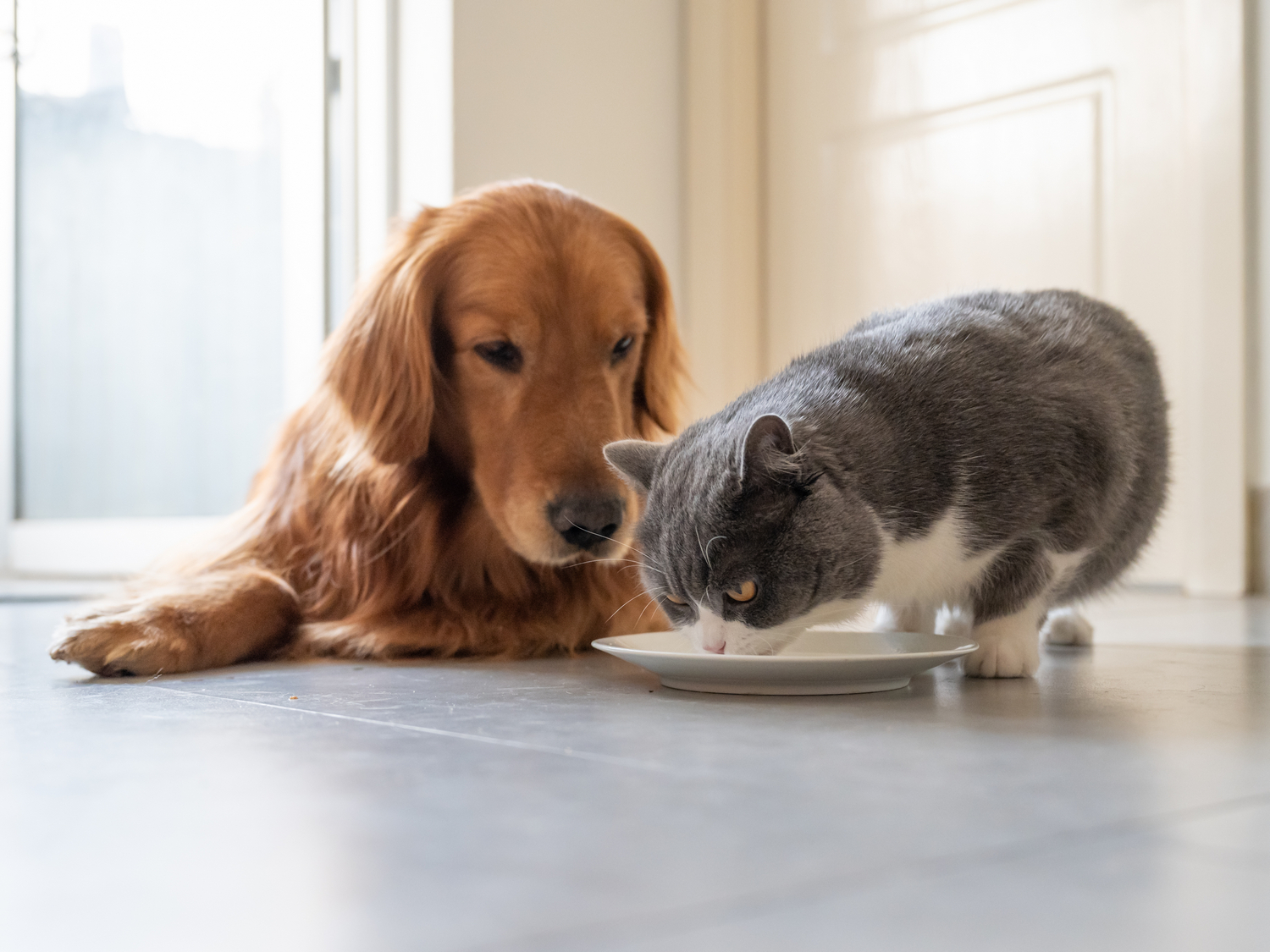 is cat poop toxic to dogs