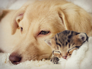 How to: Help a sick pet | Vets Now