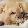 How to help sick cats and dogs at home A puppy and kitten rest together on a soft white blanket, eyes closed, conveying warmth and companionship.