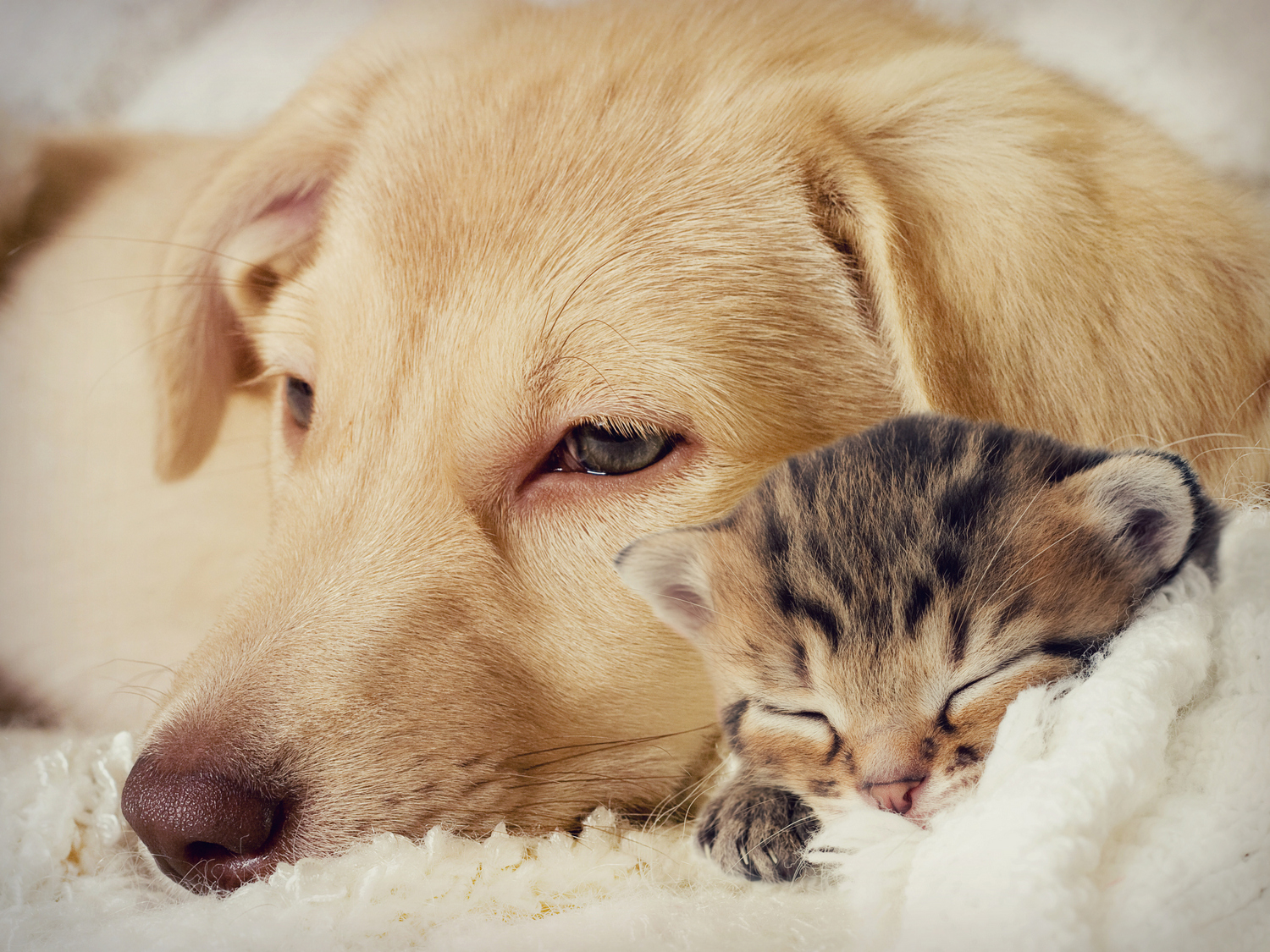 Can Dogs Gets Sick From Cats?