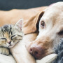 How to help a cat or dog with diarrhoea at home A small kitten and a large dog peacefully rest together, lying on a soft blanket, creating a cozy and tranquil scene.