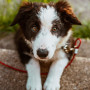 What is a dog's normal body temperature? A black and white puppy rests on concrete steps, looking up with a red leash attached, surrounded by green grass.
