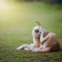 Dog skin conditions
