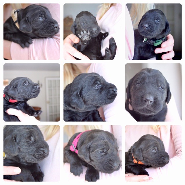 Joy's pups Nine black puppies are cradled in a person’s arms, each wearing different colored collars, in a bright indoor setting.