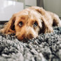 Signs of dog eye infections A fluffy dog rests its head on a shaggy gray carpet, gazing with large eyes, while inside a cozy room with white furniture in the background.