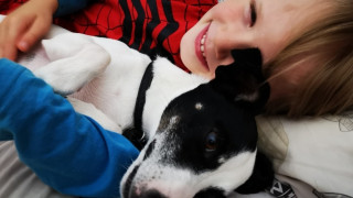 Ziggy with owner A child in a Spider-Man outfit cuddles a black and white dog on a bed, both appearing relaxed and happy.