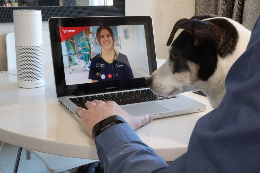 Why online vets are a lifeline for anxious pets and owners Vets Now