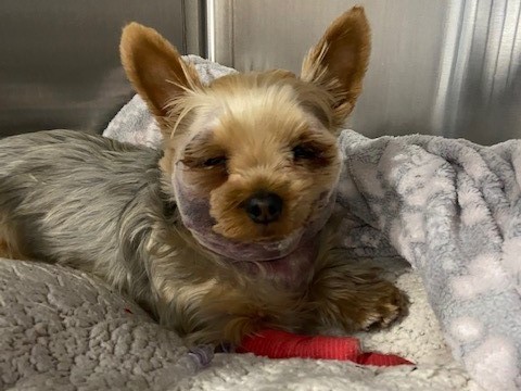Yorkie seizure treatment hotsell