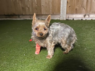 Chloe in the garden after treatment ©Vets Now A small dog stands with a pink bandage on its paw, on artificial grass, against a wooden fence backdrop.