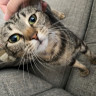 A tabby cat with green eyes is being petted on the head, standing on a gray couch with geometric patterned pillows nearby.