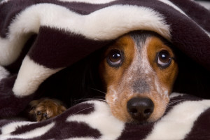 Image of a scared dog for Vets Now article on how to get dogs used to fireworks