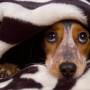 How to get dogs used to fireworks A dog peeks out from under a black and white furry blanket, appearing cozy and slightly alert.