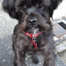 A small black dog with a red collar and a 