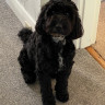 A black dog sits on a gray carpeted floor in a hallway, surrounded by patterned white walls and door frames.