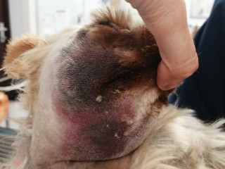 Picture showing extent of Chloe's injuries ©Vets Now A hand gently lifts a dog's ear, revealing a swollen, discolored area on the skin. The setting appears to be a veterinary clinic.