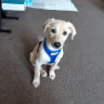 A light-colored puppy wearing a blue harness sits attentively on a carpeted floor, with a metal playpen and toys visible in the background.