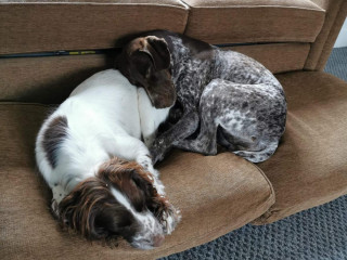 Image of dogs Aida and Isla curled up together for Vets Now article on dog ate raisins