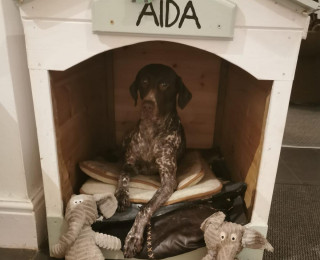 Image of Aida the dog in her kennel for Vets Now article on dog ate raisins