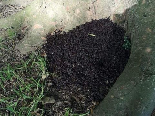 Image of a pile of raisins left in a park for Vets Now article on dog ate raisins