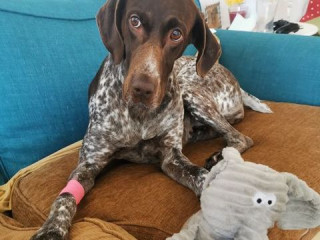 Image of Aida the dog poisoned by raisins recovering at home with her favourite elephant toy for Vets Now article on dog ate raisins