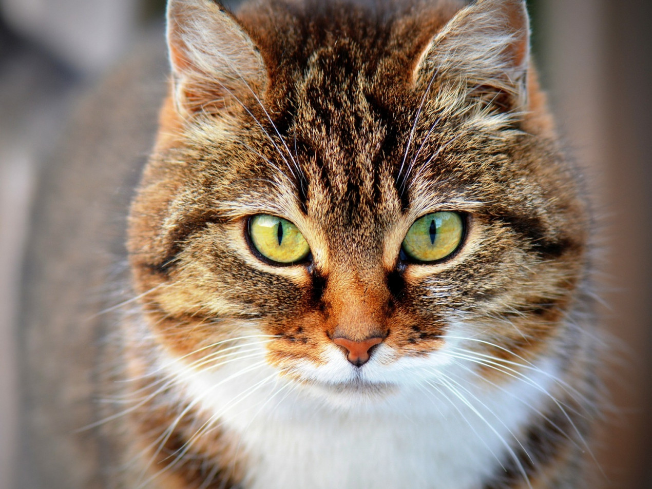 Cat Eye Infection: Symptoms, Causes, & Treatment