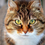 Cat conjunctivitis A tabby cat with striking green eyes stares intently forward, surrounded by a blurred outdoor background.