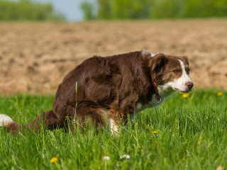 why a dog poops blood