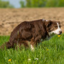dog pooing for Vets Now article on blood in dog poop Image of a dog pooing for Vets Now article on blood in dog poop