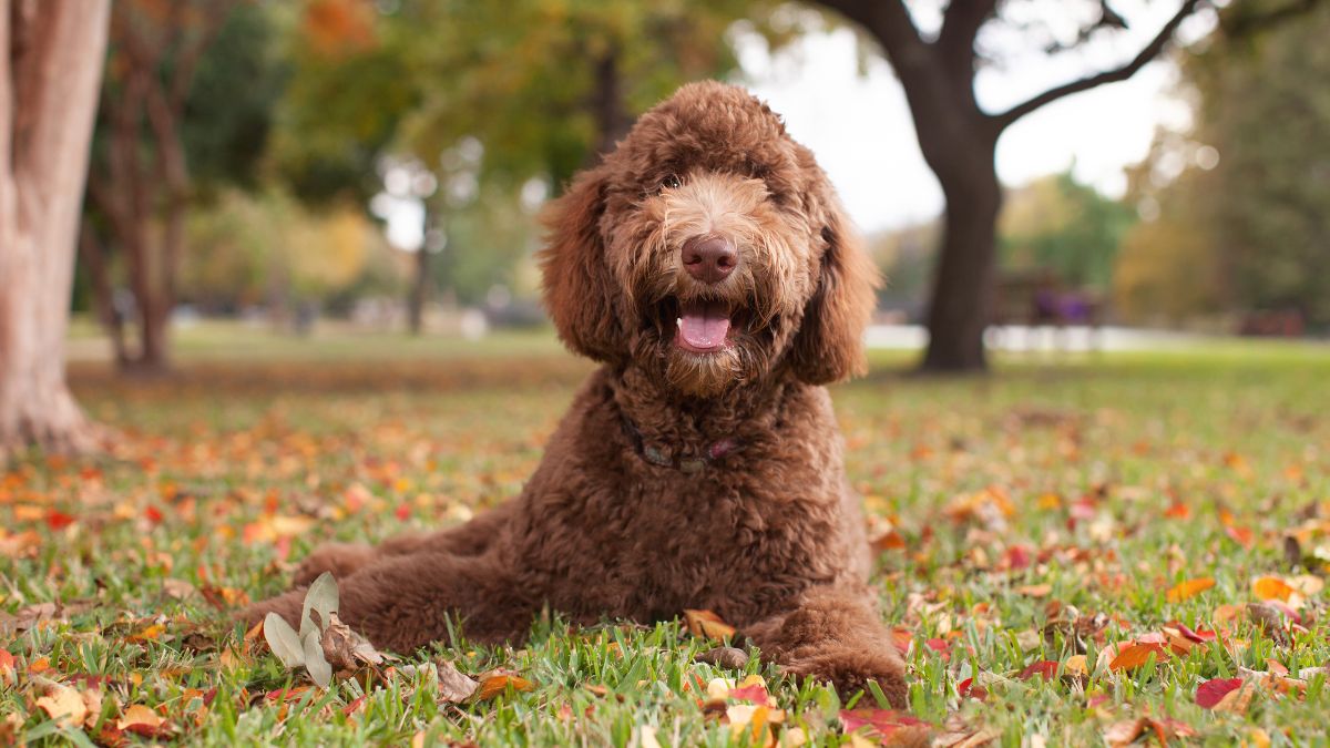 happy-labradoodle-in-autumn-park Even the happiest pups need a vet check if there’s blood in their poop