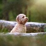 Light brown labradoodle sitting in a woodland clearing, looking alert and curious among fallen logs