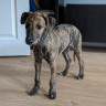 A brindle puppy stands on hardwood flooring, looking curiously toward the viewer, with a white cabinet door and dark furniture in the background.