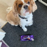 A small dog sits attentively on carpeted flooring, looking upward. In front of the dog is a Cadbury Dairy Milk chocolate bar, wrapped in purple packaging.
