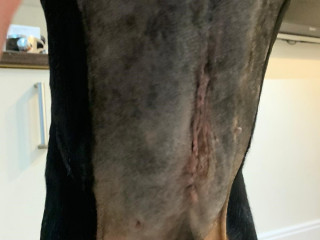 Image of Maiu the Doberman's scar after his operation for Vets Now article on puppy eating rocks