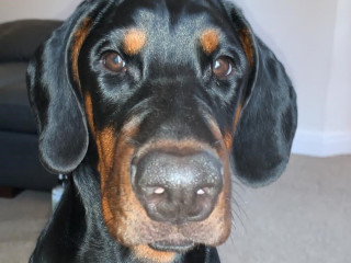Image of Maui the Doberman looking at the camera for Vets Now article on puppy eating rocks