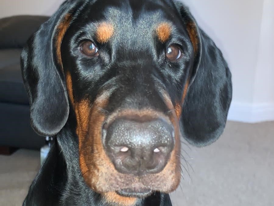 Maui the stone-eating Doberman A black and tan dog with floppy ears looks intently into the camera in a carpeted living room with a gray sofa in the background.