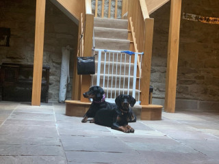 Image of Maui the Doberman and sister Moana for Vets Now article on puppy eating rocks