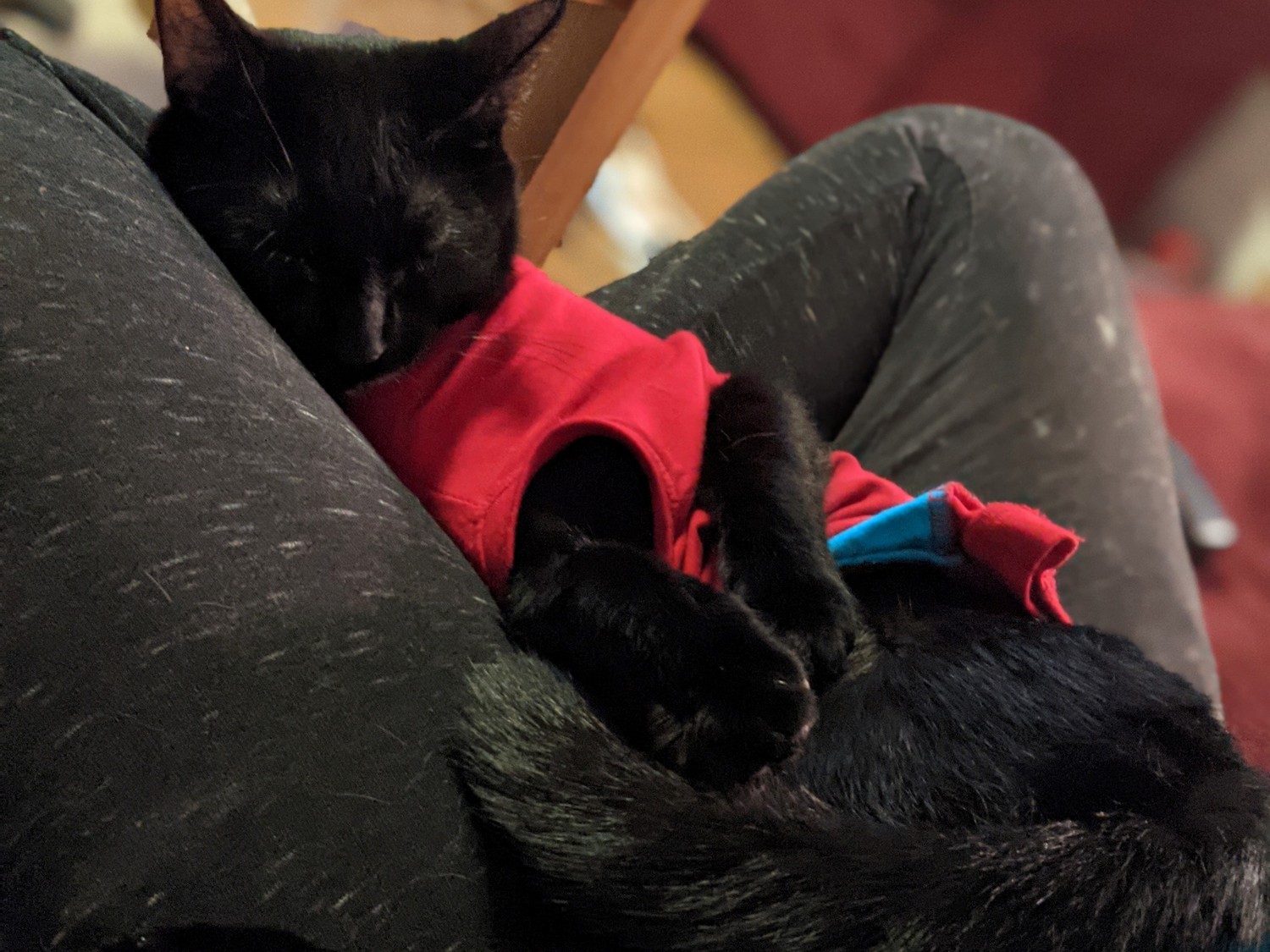 Kit the cat shout by an airgun Image of black cat Kit lying with his eyes closed on his owner's lap for Vets Now article on cat show with air rifle