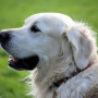 why-is-my-dog-scratching A golden retriever with a red collar is panting contentedly in a grassy outdoor area, facing left.