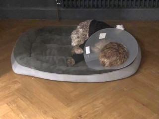 Image of Monty the dog lying on his bed wearing a cone for Vets Now article on dog fell from bridge