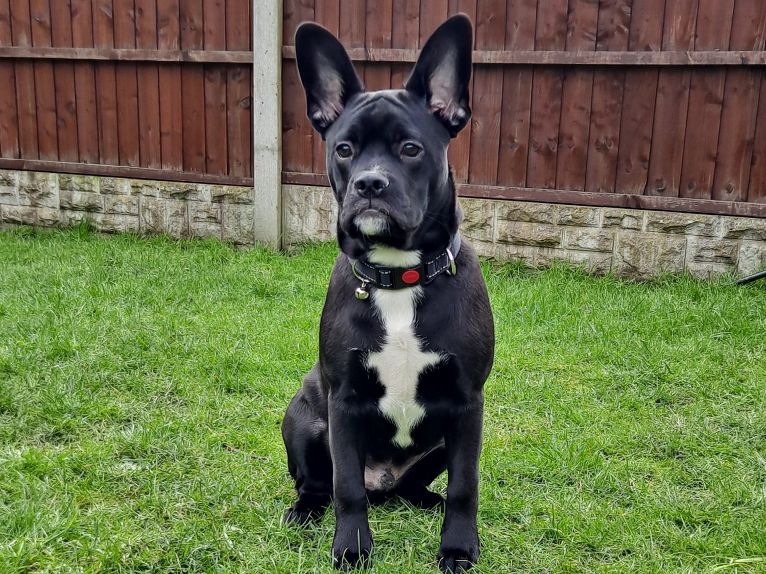 Black lab store french bulldog mix