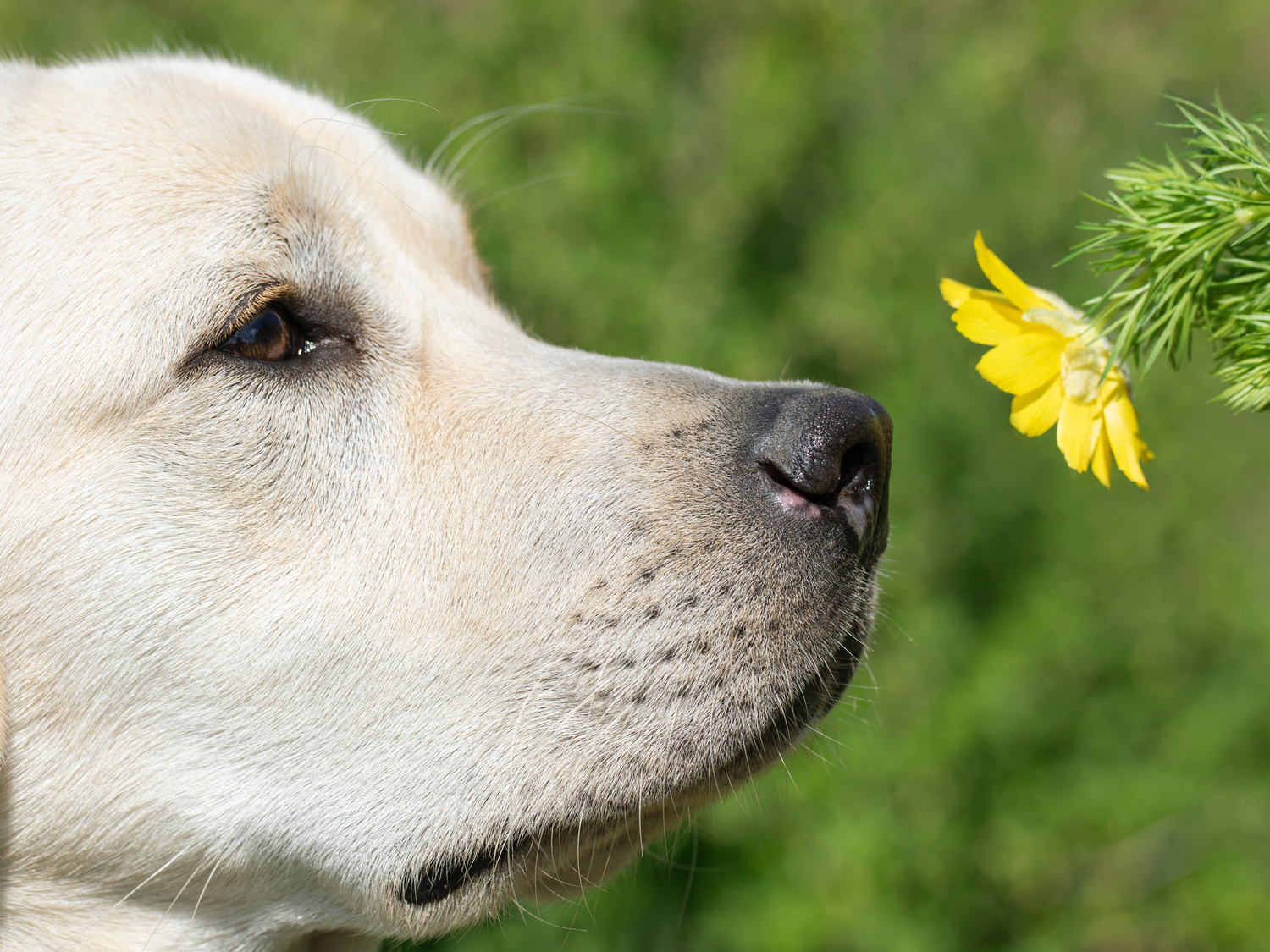 Dog Sneezing | Reasons Why Dogs Sneeze | Vets Now