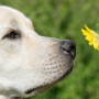 Dog keeps sneezing A dog closely sniffs a small yellow flower, surrounded by lush green foliage.
