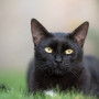 A guide to blood in cats poo A black cat with bright yellow eyes lies on grass in a blurred outdoor setting, its ears perked and gaze forward.