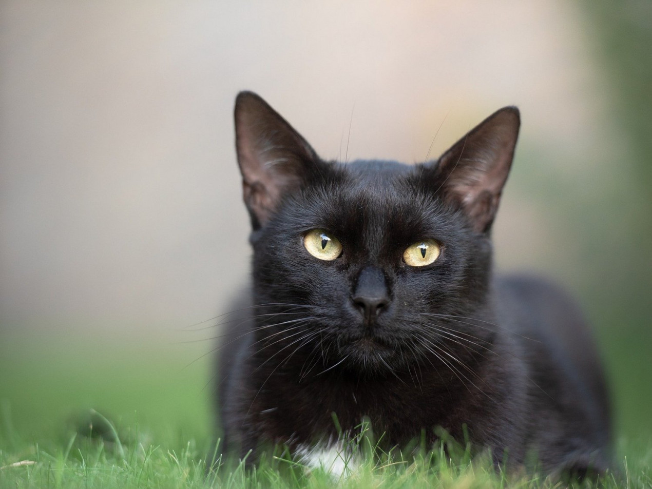 Cat eating 2024 not pooping