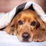 Caesarean section in dogs and cats A golden dog rests under a striped blanket, gazing forward, atop a white bed in a cozy indoor setting.