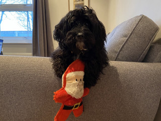 Mable the cockapoo with her Santa claus toy